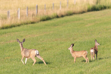 White-tailed deer (Odocoileus virginianus)