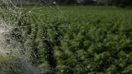 SPIDER WEB FILLED WITH DROPS OF WATER FROM MORNING DEW