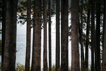 Tall trees with mountain lake in background