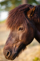 Naklejka na ściany i meble Portrait of bay sorrel black horse on background of field in summer day