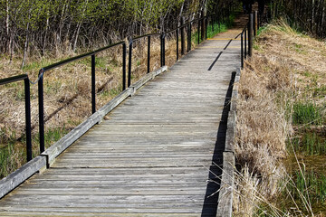 Fototapeta premium View of a wooden boardwalk through a grassy area