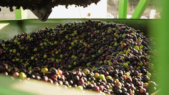 Olive Harvest. Olives Oil Mill Manufacturer. Machine working. Industrial Processing Equipment 07