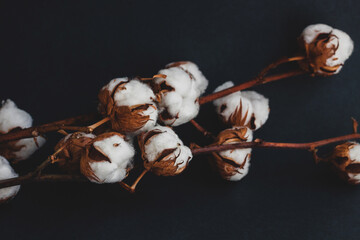 Neat branches of natural cotton on a dark background.