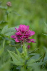 Pink Petals of Paintbrush Bloom in Alpine Meadow