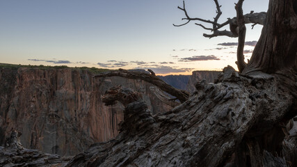 Peering Through a Dead Tree On The Canyon Edge