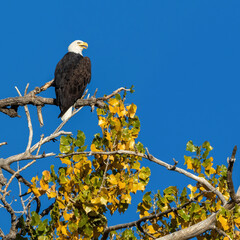 A Bald Eagle poses high on a Cottonwood Tree with changing leaves in the Fall Season.
