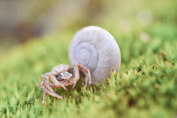 Spider sitting near snail on the moss
