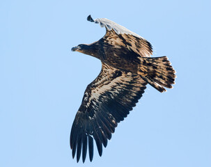 A Juvenile Bald Eagle hovering overhead at very close range, allows a good look at its underside and the interesting tassels on the end of its wing feathers.