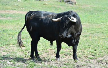 spanish black bull with big horns on the cattle raising