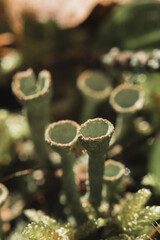 close up of a lichen
