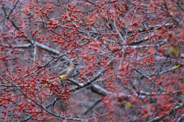 Cedar Waxwing Feeding on Red Berries in Fall