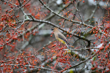 Cedar Waxwing Feeding on Red Berries in Fall