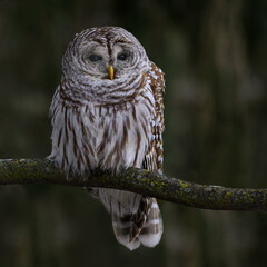 Barred Owl Portrait on Dark Green Background