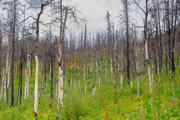 Fototapeta premium Forest Fire