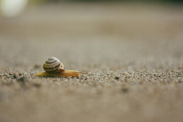 snail on the road
