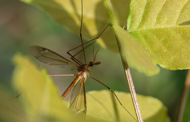 Mayfly on leaf