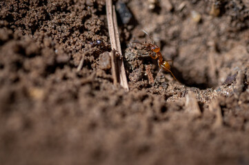 Ant at work