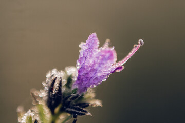 Macro photo of the morning flower