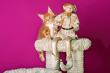 A nice red maine coon kitten and an elf at Christmas.