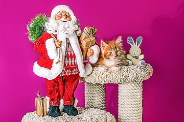A nice red maine coon kitten and Santa Claus at Christmas.