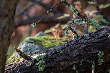 Chipmunk posing