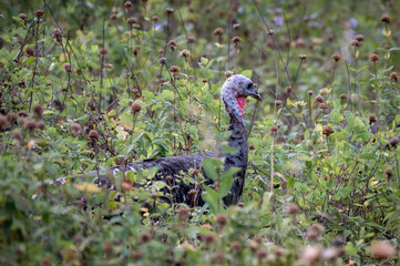 Wild Turkey