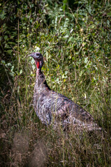 Wild Turkey