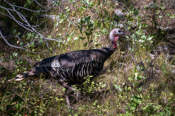 Wild Turkey