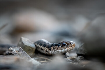 Garter Snake