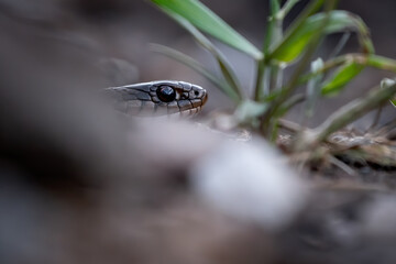 Garter Snake 