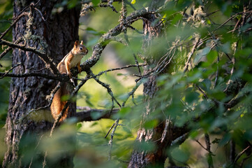 Red Squirrel in the trees