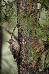 Northern Flicker in the pines