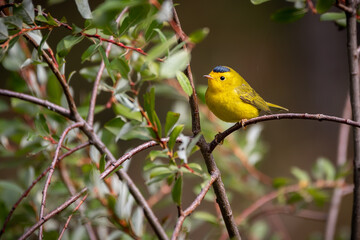 Wilson's Warbler