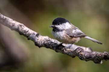 Chickadee