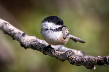 Naklejka premium Chickadee