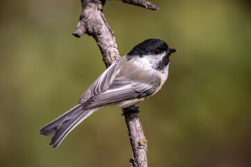 Chickadee