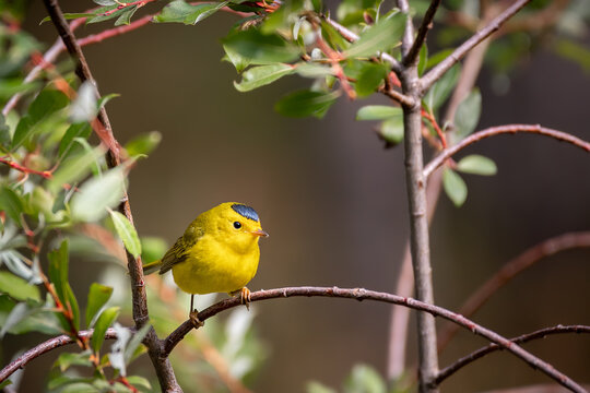 Wilson's Warbler