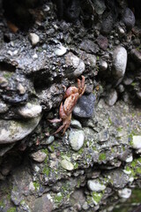 crab on the rock