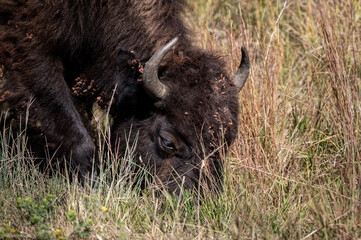 Fototapeta premium Grazing Bison