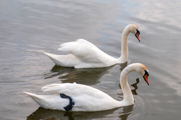 Obraz premium white swans group on the lake swim well under the bright sun