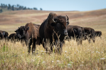 Naklejka na ściany i meble American Bison in the Herd