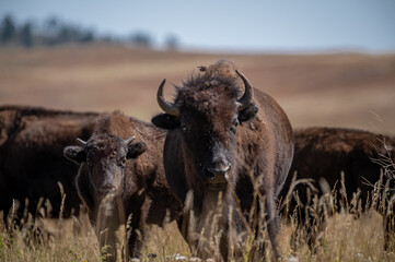 Fototapeta premium With the heard