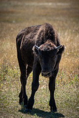 Young Bison