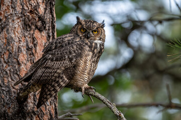 Great Horned Owl