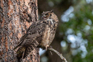 Great Horned Owl