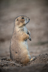 What's up Prairie Dog