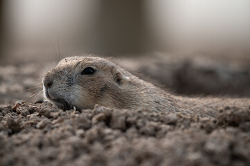 Prairie Dog