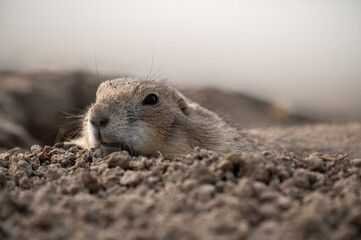 Prairie Dog