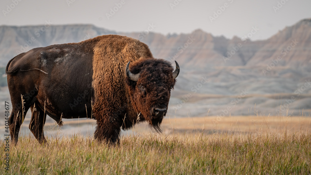 Wall mural bison in his environment
