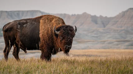 Abwaschbare Fototapete Büffel Bison in seiner Umgebung